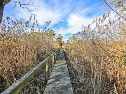 a wooden boardwalk through a field of tall grass at Fairview Estate in Saint Michaels