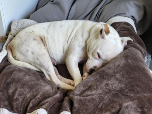 a white dog laying on a blanket on a bed at Shalom, in Saundersfoot, near the sea in Saundersfoot