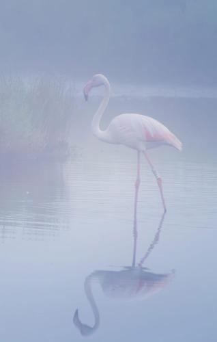 a white bird standing in the water at Via Roma House Casetta in Terralba