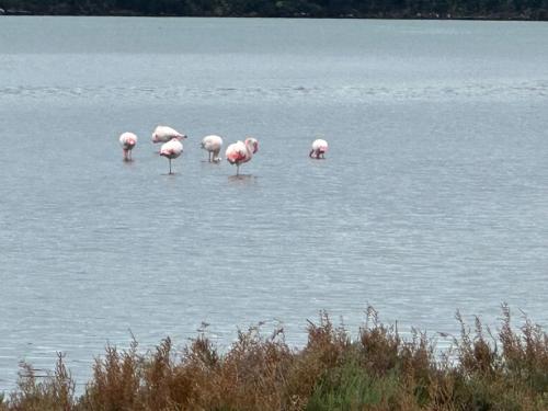 a group of flamingos standing in the water at Via Roma House Casetta in Terralba