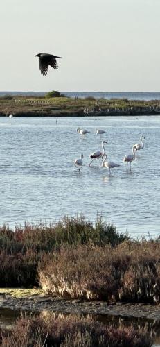 a flock of birds standing in the water at Via Roma House Casetta in Terralba