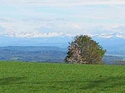 a tree on a green field with mountains in the background at Pension zur frohen Einkehr in Tengen