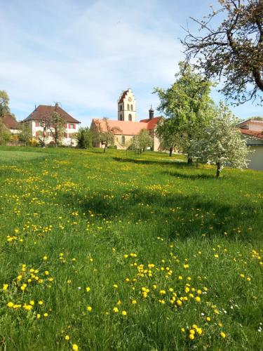 a field of grass with yellow flowers in front of a building at Pension zur frohen Einkehr in Tengen