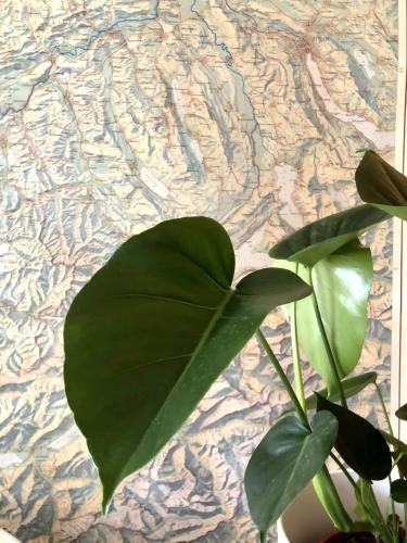 a green plant sitting on top of a table at Studio With The Stunning Valley Views in Lauterbrunnen
