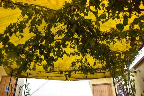 a yellow tent with a tree branch at Passion Hostel - Barranco in Lima