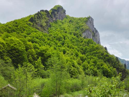 a mountain covered in green trees and bushes at Kafe Pojana in Tropojë