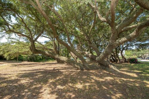 a tree with many branches in a park at Sounds Great! in Duck