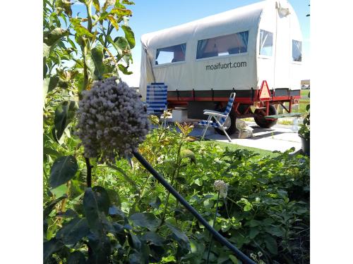 a flower in front of a camper and a trailer at Pipowagen bij Sneek, voor maximaal 2 personen in Hommerts