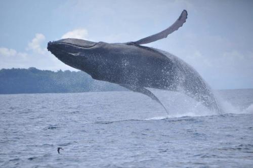 a dolphin jumping out of the water at La Terraza Verde in Drake