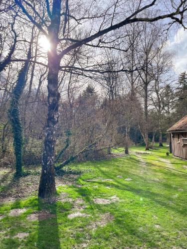 a tree in a field with the sun behind it at La Petite Sologne in Chaumont-sur-Tharonne