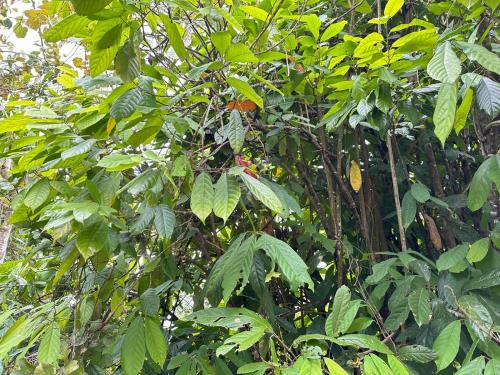 Un jardín fuera de El Abuelo