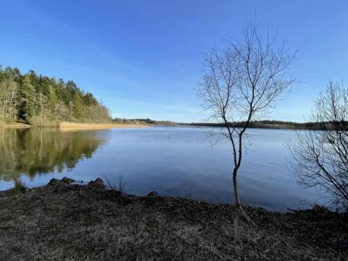 a tree sitting on the shore of a lake at 4 person holiday home in Hampen in Hampen