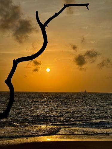 a tree branch on the beach at sunset at The Family Beach Villa in Uswetakeiyawa