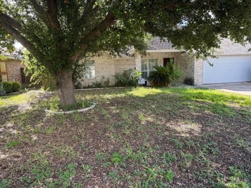 a tree in the yard of a house at Cozy and close to everything in Alamo