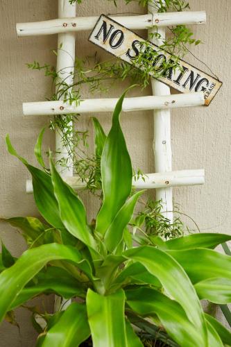 a plant sitting next to a no entry sign at The Fever Tree Guest House in Hluhluwe