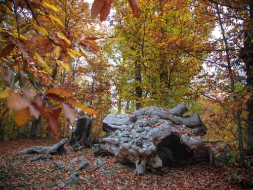 a tree stump in the middle of a forest at Villa in Tagliacozzo with Pool and Nature in Tagliacozzo