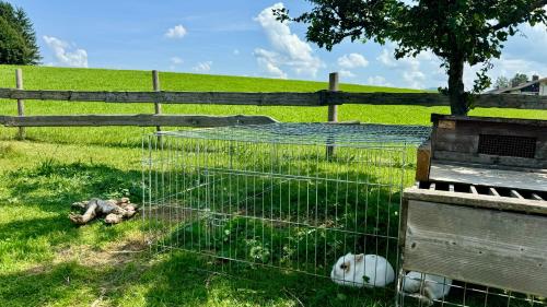 a cage with a animal in it in a field at See I Jacuzzi I Balkon I Parkplatz I Bio Hof I TV in Rieden am Forggensee