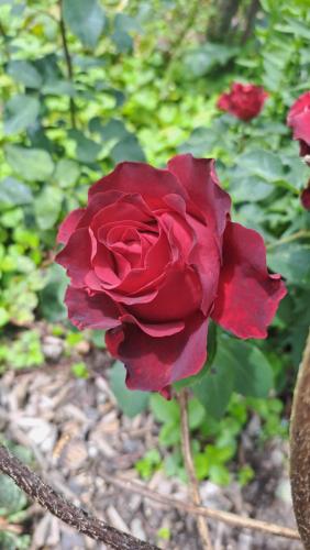 a red rose is growing in a garden at Prestlhof in Mariapfarr