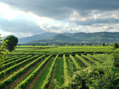 a field of green crops with mountains in the background at Soggiorno in villa - apt with kitchen and terrace in Gambellara