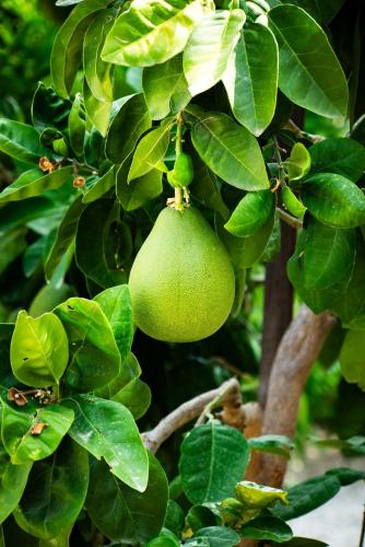 a green fruit hanging from a tree with leaves at Goudi Residence in Goudhi