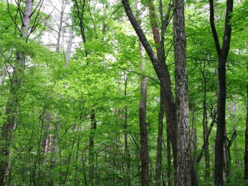 a forest filled with lots of green trees at Gite with swimming pool situated in wonderful castle grounds in Gesves in Gesves