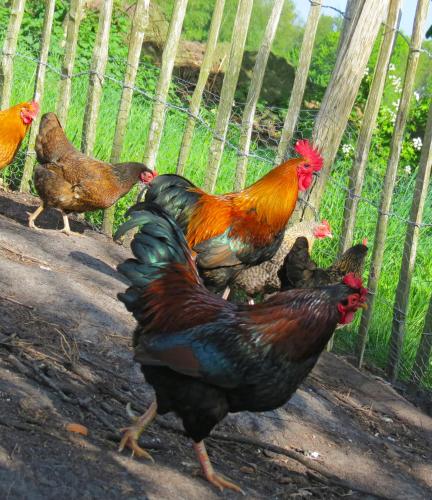 a group of chickens walking around a fence at Gastenhuis de Veenstraal Gieterveen in Gieterveen