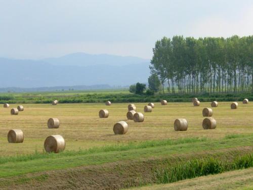 a field full of hay bales in a field at Sunlit home with pool in Fucecchio
