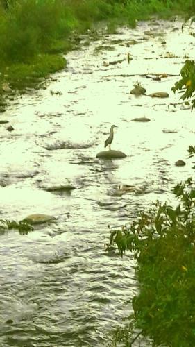 a bird standing on a rock in the water at River Breeze Villa in Soufrière