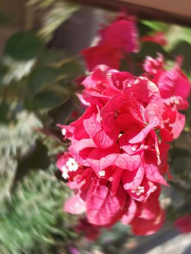 a close up of a pink flower at Kasbah Mohayut in Merzouga