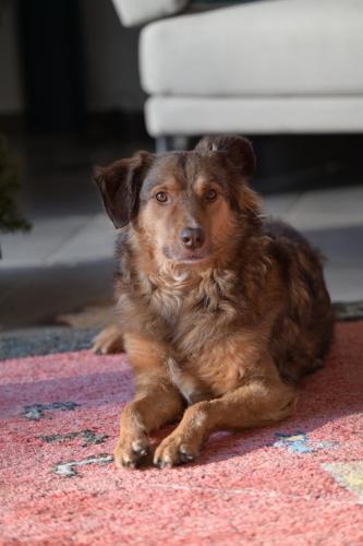 a brown dog laying on a rug at FeWo im Vest in Oer-Erkenschwick