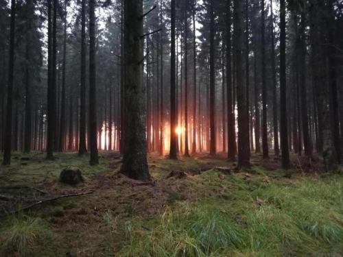 a forest with the sun shining through the trees at Rühlen Schneifel Escape in Auw