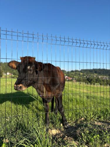 a cow standing behind a fence in a field at Stodoła na Drobnym Wierchu in Podwilk