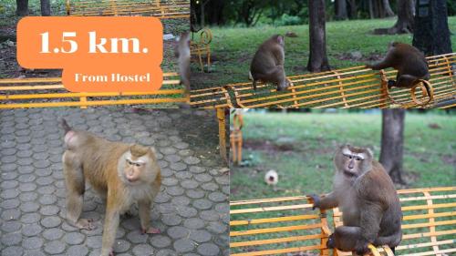 a group of monkeys sitting on a park bench at Comfort Hostel Phuket Old Town by MaTong in Phuket Town
