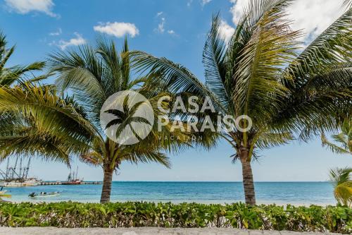 a group of palm trees on the beach at *OCEAN Beachfront 4 BDR with pool by Casa Paraiso* in Cancún