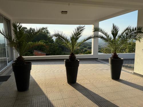 three palm trees in pots on a balcony at Batalha Village View in Batalha