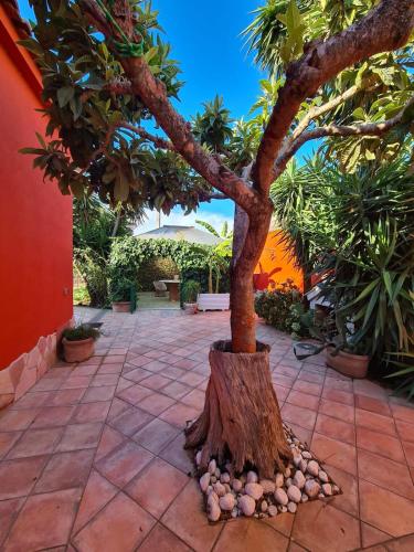 a tree in the middle of a courtyard at Villino Luce in Nettuno