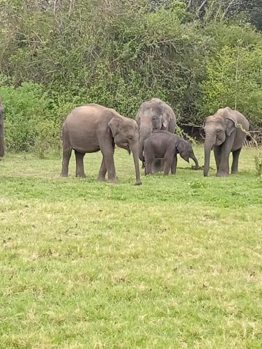 a group of elephants standing in a field at Mahi's Place in Minneriya