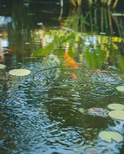 a close up of a pond with fish in the water at ISOLA VERDE Camping Village in Nettuno