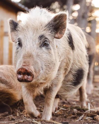 a close up of a pig laying on the ground at ISOLA VERDE Camping Village in Nettuno