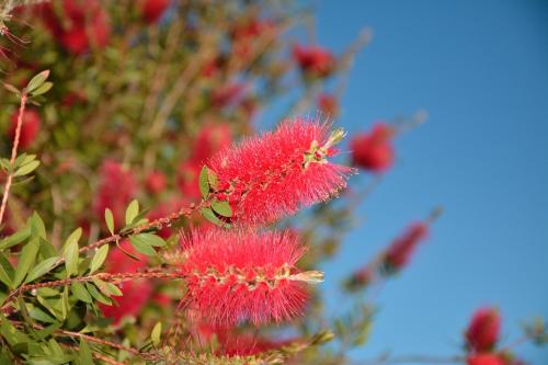 a bunch of red flowers on a tree at Il Borgo BagaBaga - Exclusive Country Retreat in Castelsardo