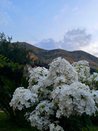 a bunch of white flowers with mountains in the background at Aloha House in Shkodër