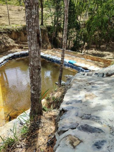 a pool of water next to two trees and a sidewalk at Villas Entre Lagos in Lebrija