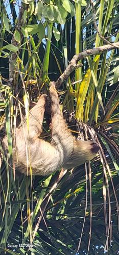 アパートメントの敷地内または近くにいる動物
