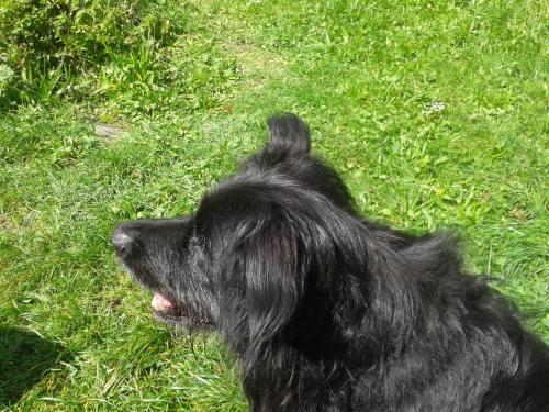 a black dog is laying in the grass at Gasthof zum Hirsch in Neukirch