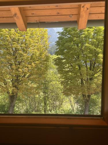 a window view of trees in a forest at D'Fidlerin in Werfen