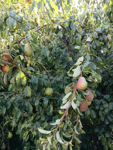 a tree filled with lots of green and red fruit at Ruhiges und familiäres Ferienhaus in Retzer Weinregion in Zellerndorf