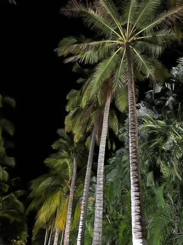 a group of palm trees standing next to each other at Casa Fira - Beach House in San José de Guatemala