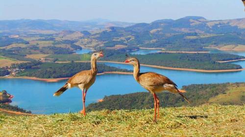 two birds standing on top of a hill with a lake at Rancho Victória in Caconde