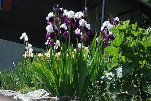 a bunch of purple and white flowers in a garden at Charming Chalet Near Trails in Mörel