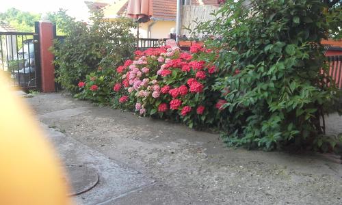 Zahrada ubytování Guest house Mirijevski Konak